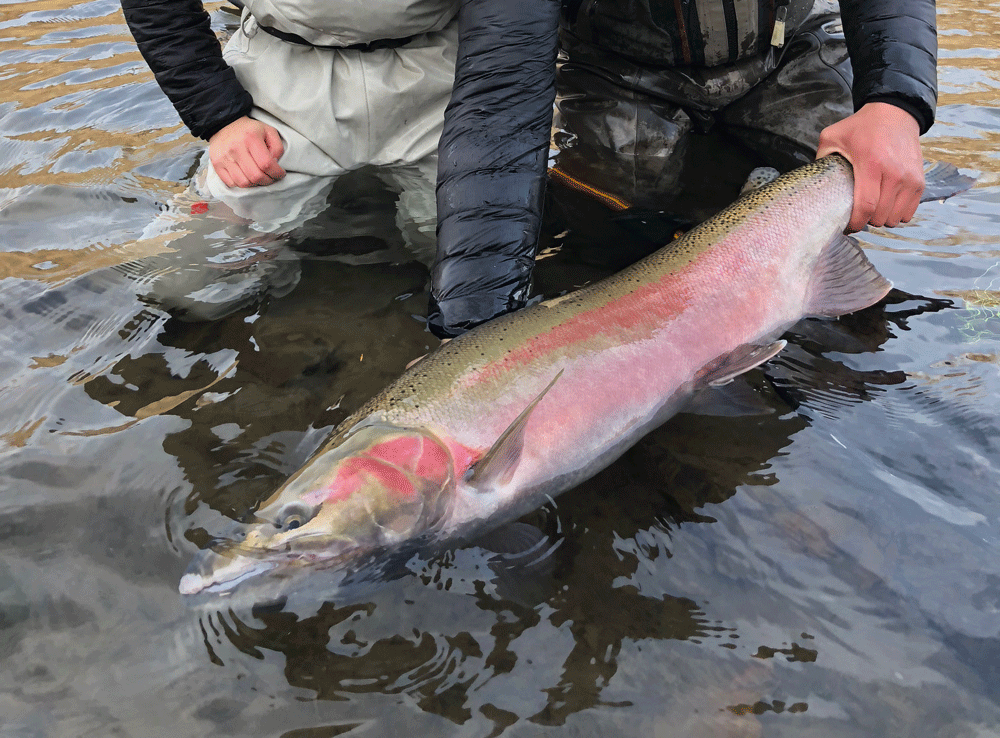 Babine Steelhead Lodge