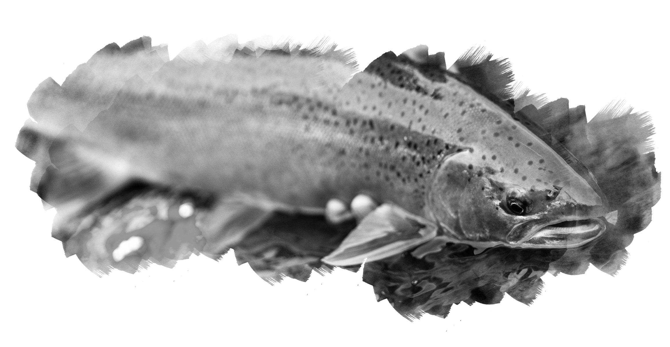 Frontier Steelhead Lodge